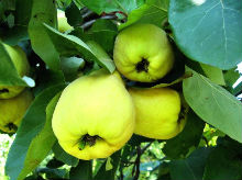Gutuia - Fructul de Aur al sanatatii