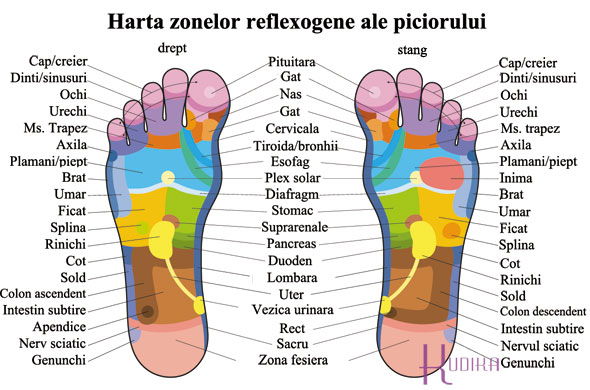 harta zonelor reflexogene ale piciorului