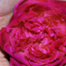 Menstruatia peste sarcina