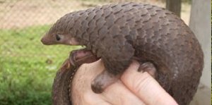 10 animale ciudate pentru care merita sa calatoresti