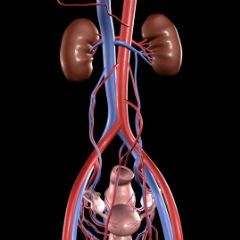 Infectiile urinare netratate ne distrug rinichii!