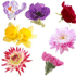 Martisor special: Ghid astrologic floral pentru fiecare zodie feminina in parte