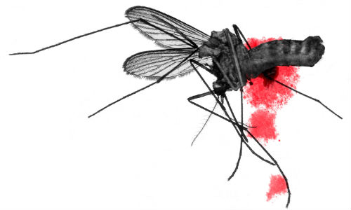 Alerta in Romania: Doua persoane ucise de virusul West Nile
