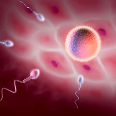 Program de fertilizare in vitro