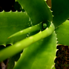14 Beneficii tamaduitoare cu Aloe Vera