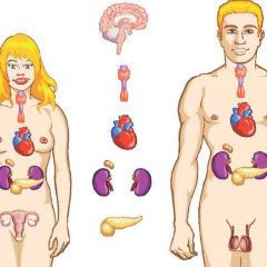 Cum functioneaza glandele endocrine