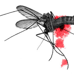 Primul caz de infectare cu virusul West Nile de la tantar in Romania