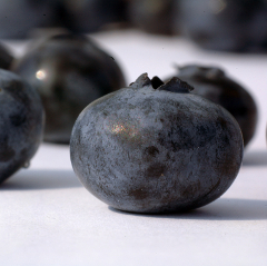 Acai, superfructul cu actiune antioxidanta exceptionala