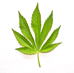 Afla efectele consumului de marijuana