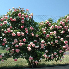 FamousRoses.eu aduce in Romania in premiera trandafirii de la Meilland