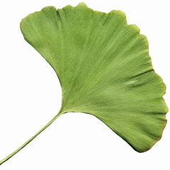 Ginkgo Biloba, arborele vietii si al sanatatii