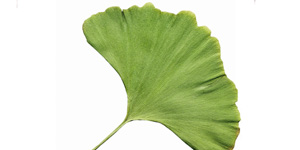 Ginkgo Biloba, arborele vietii si al sanatatii