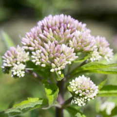 Valeriana - cea mai folosita planta medicinala din lume