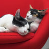Boala de la pisica: Toxoplasmoza