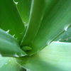 Aloe vera - planta magica