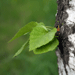 Mesteacanul in lupta cu colesterolul