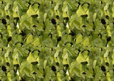 GOLDBERG DESIGN