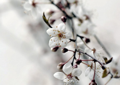 BLOOM