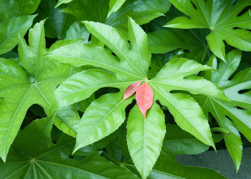 Filodendron (Philodendron)