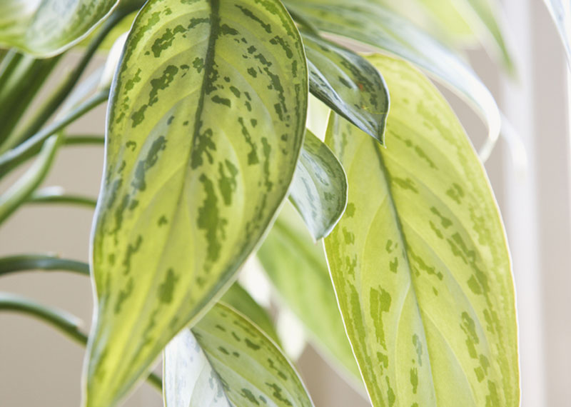 Aglaonema
