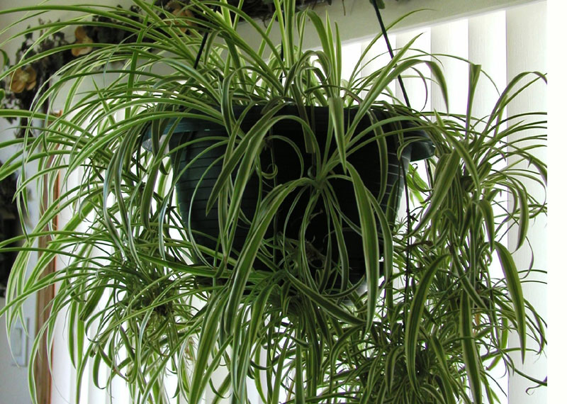 Planta paianjen (Chlorophytum comosum)