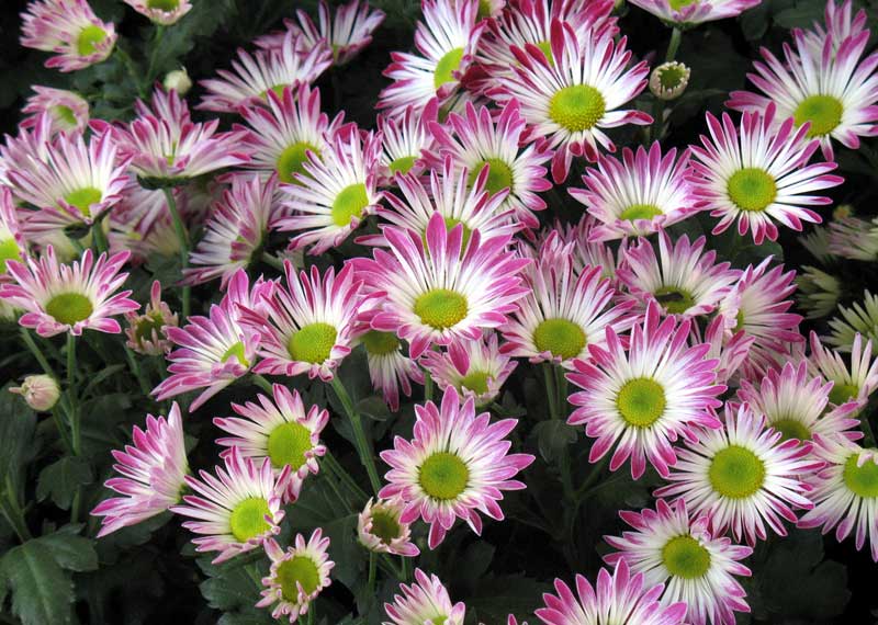 Crizantema (Chrysanthemum)