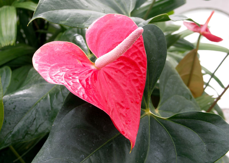 Anthurium andraeanum � Flamingo