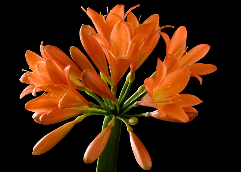 Clivia miniata � Clivia