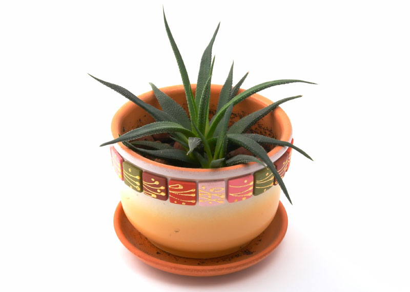 Aloe Vera � Aloe Barbadensis