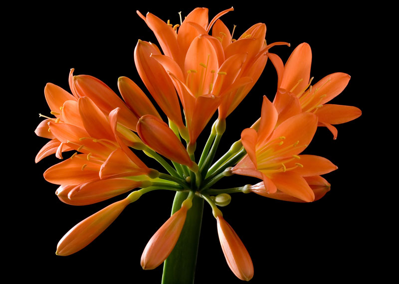 Clivia