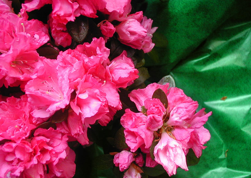 Azalea