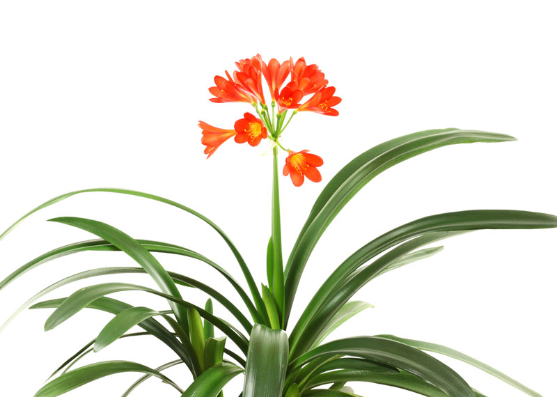 Amaryllis