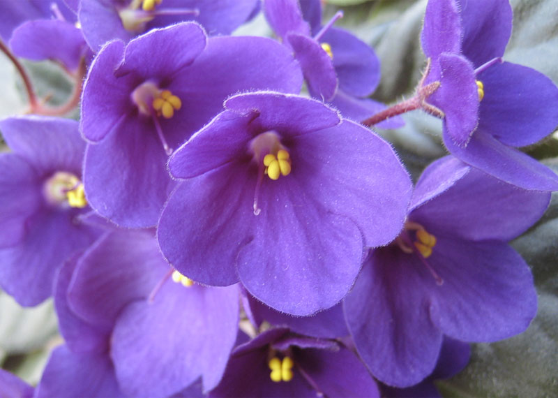 Violeta africana - Saintpaulia Ionantha