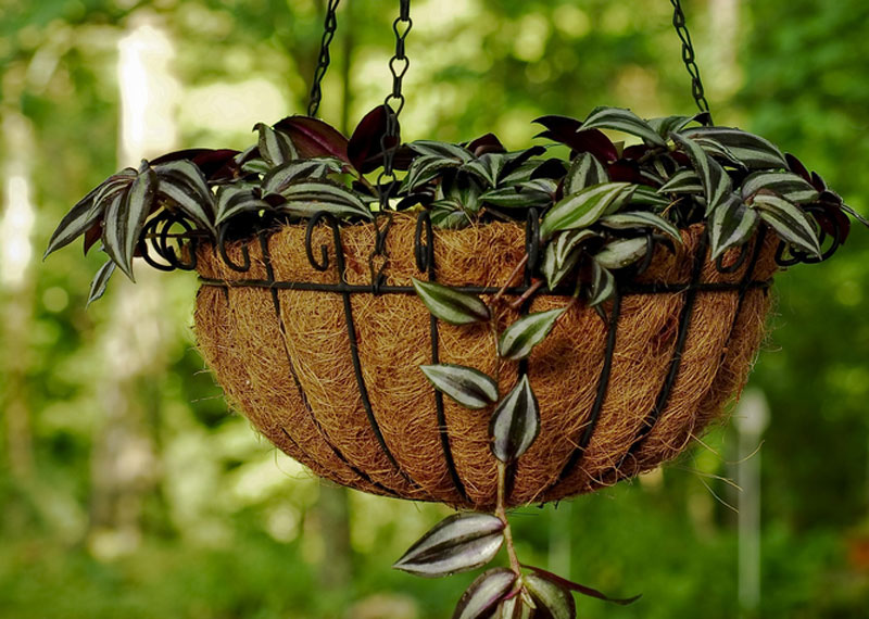 Zebrina - Zebrina pendula