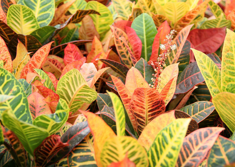 Croton - Codiaeum varigeatum pictum