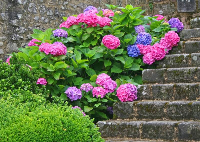 Hortensia