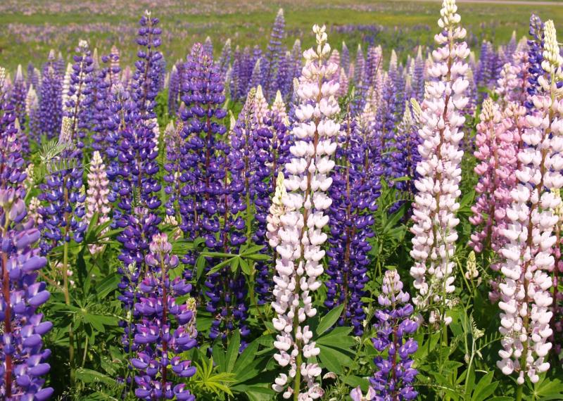 Lupin