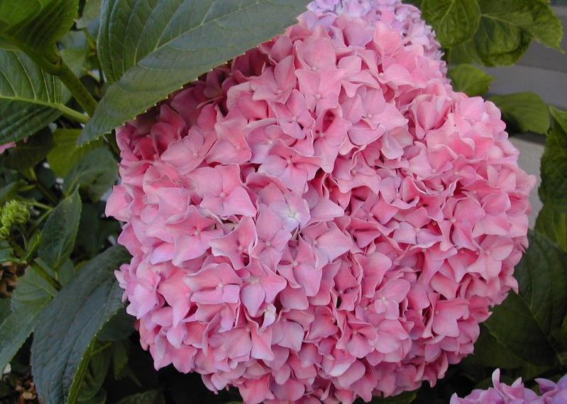 Hydrangea - Hortensia