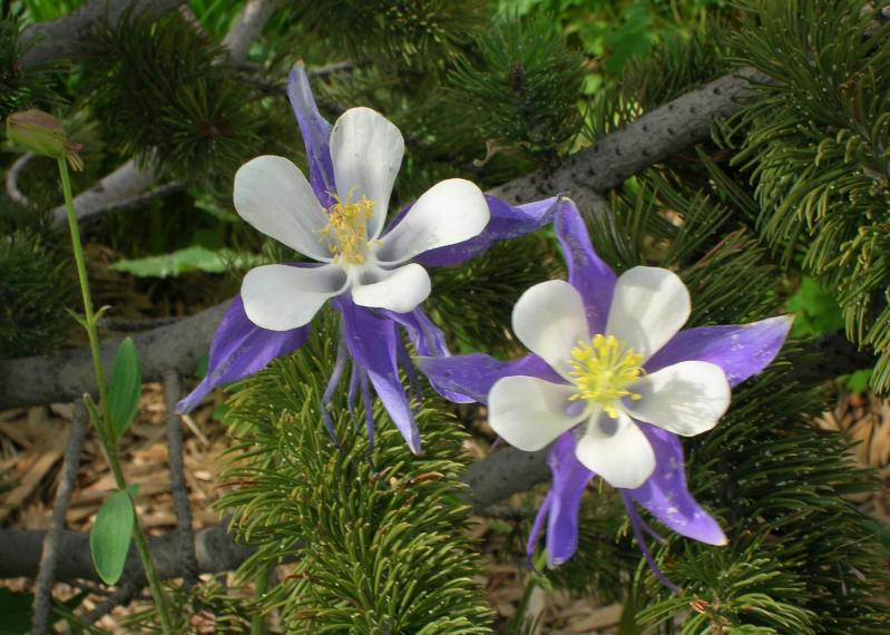 Aquilegia - Caldarusa