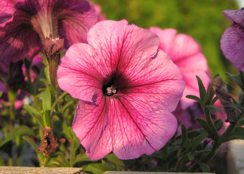 Top 5 plante pentru vara - Petunia - Slide 1 din 6