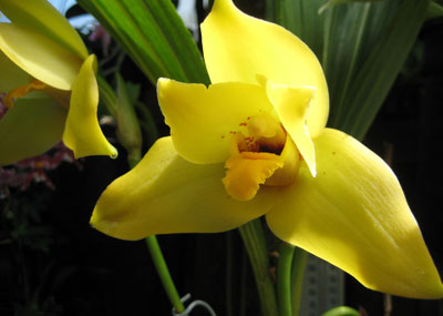 Lycaste