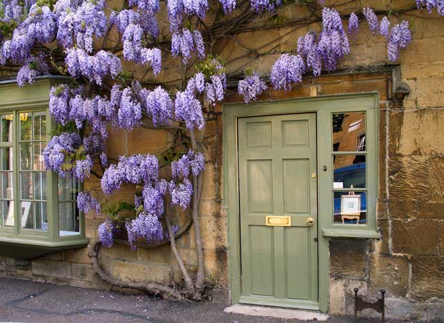 Wisteria