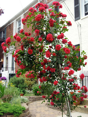 Rosa Alberic Barbier