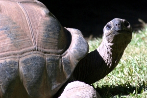 Galapagos