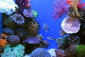Londra: 10 motive pentru a te convinge - Aquarium �adopta un rechin� - Slide 1 din 11