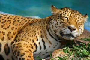 London Zoo � trebuie sa o vezi!