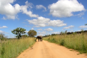 Masai Mara, Kenya