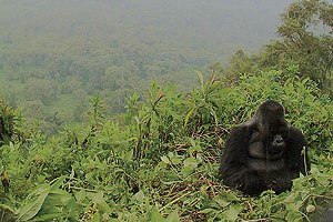 Muntii Virunga, Uganda si Rwanda