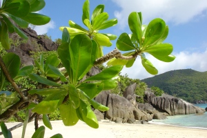 Insulele Aldabra, Seychelles