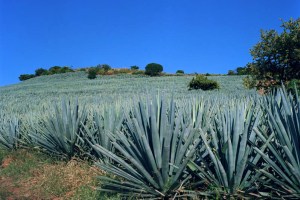Plantatiile Agave, Mexic